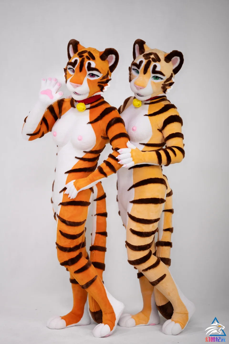 Orange and cream tiger pair, CHI series, studio photograph