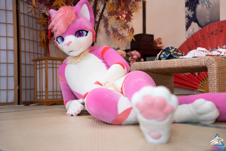 Pink and cream cat with gold accents, CHI series, studio photograph