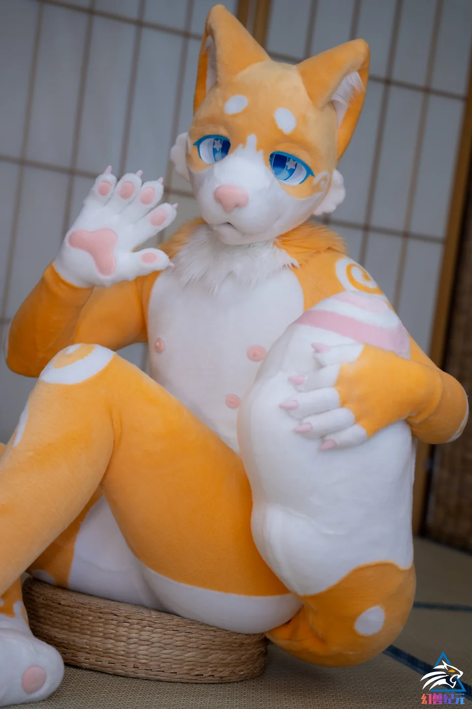 Yellow and white spiral-marked cat, CHI series, studio photograph