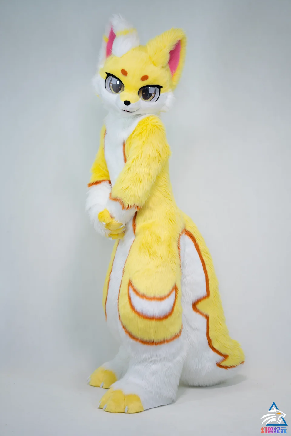 Yellow and white long-eared canine, HUAN series, studio photograph