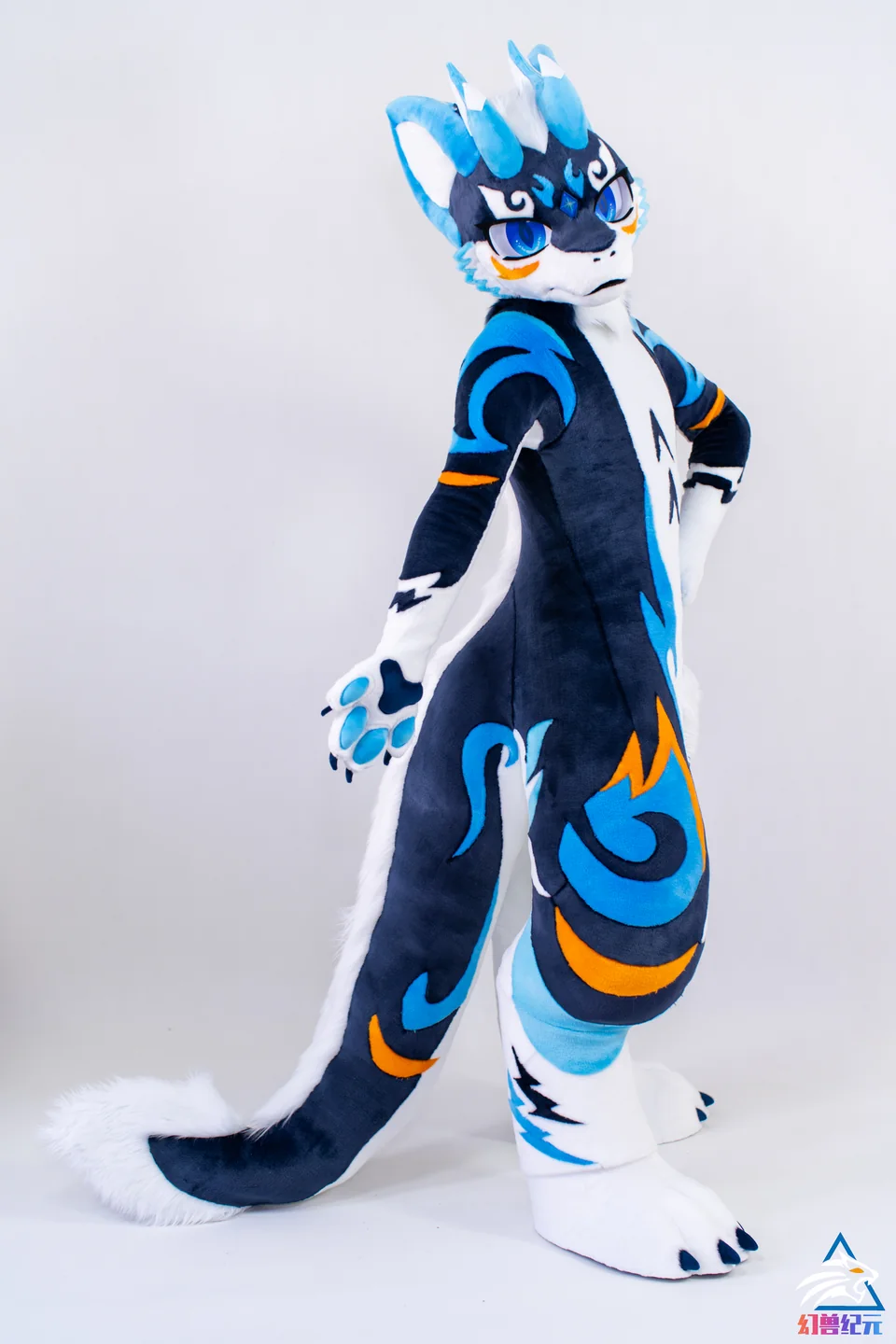 Blue and gold winged dragon, LAN series, studio photograph