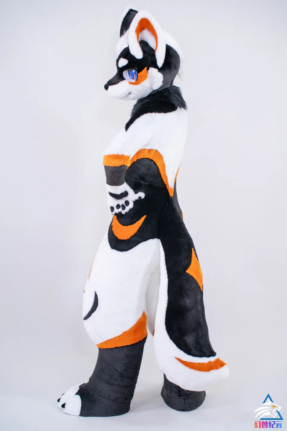 Black, white and orange canine, LAN series, studio photograph