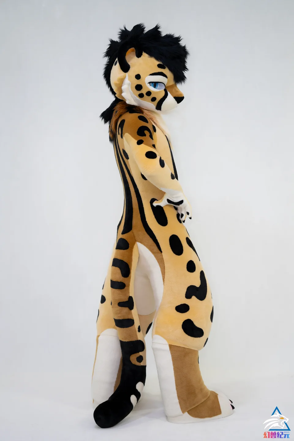 Black-haired spotted feline, studio, LAN series, studio photograph