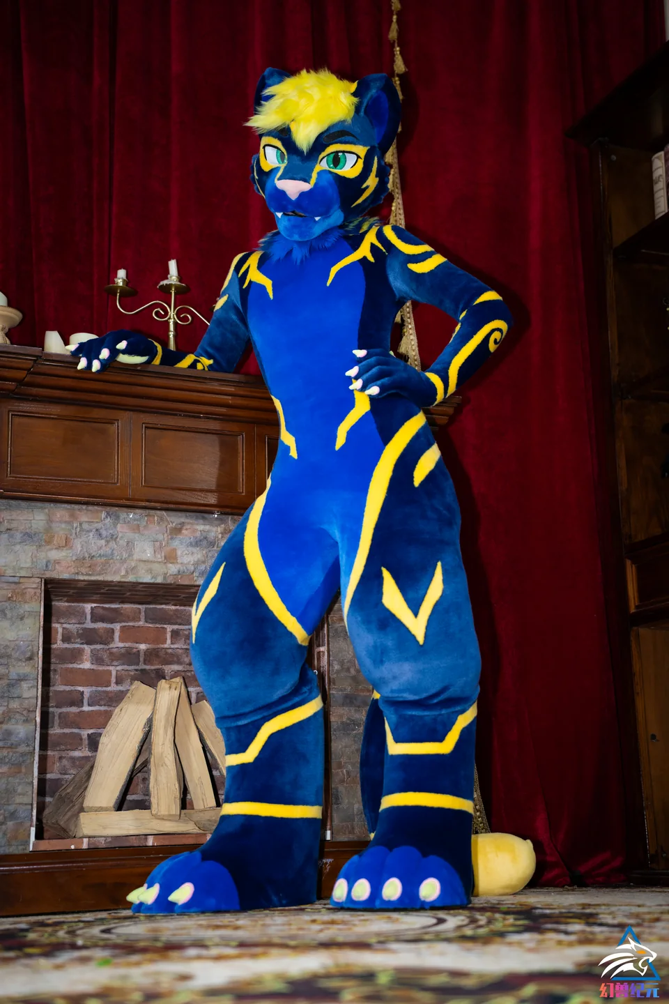 Cobalt feline with yellow markings, LAN series, studio photograph